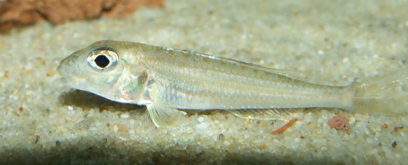 Xenotilapia singularis 'Mzuri'